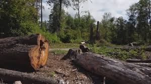 Best Tree Removal Services  in Midway City, CA